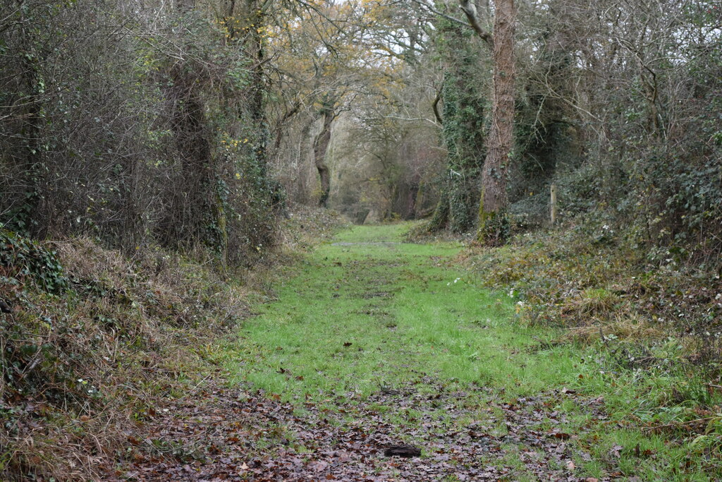 A former Roman Road running through woodland on the Wintershill Estate
